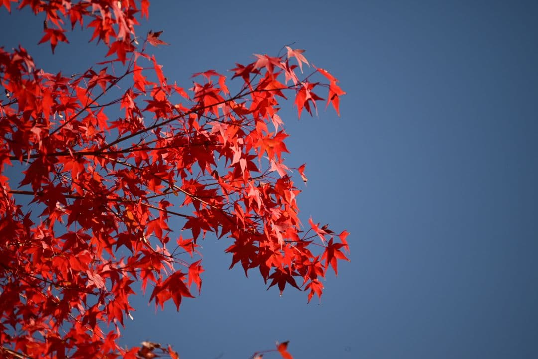 ニコン Nikon RF500 レフレックス