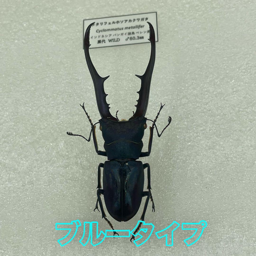 標本　ブルータイプ　メタリフェルクワガタ　♂３頭　WILD