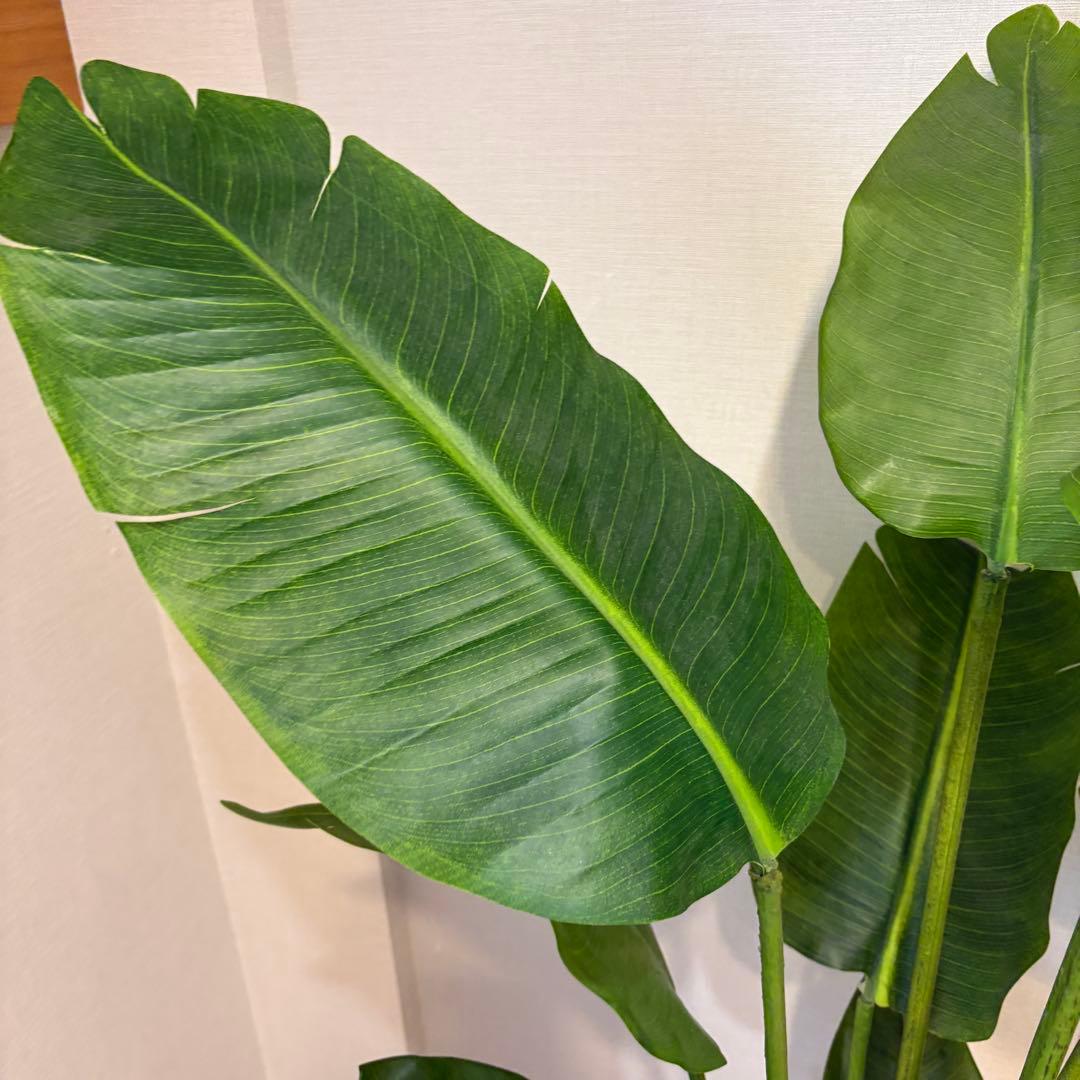 【美品】ストレリチア スリムプランター プリマ 観葉植物 フェイクグリーン