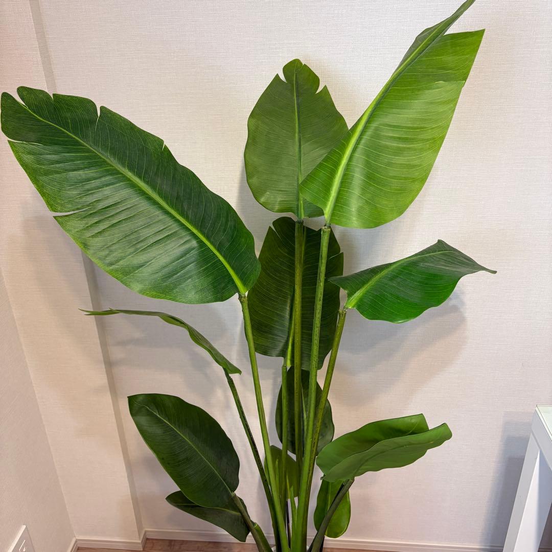 【美品】ストレリチア スリムプランター プリマ 観葉植物 フェイクグリーン