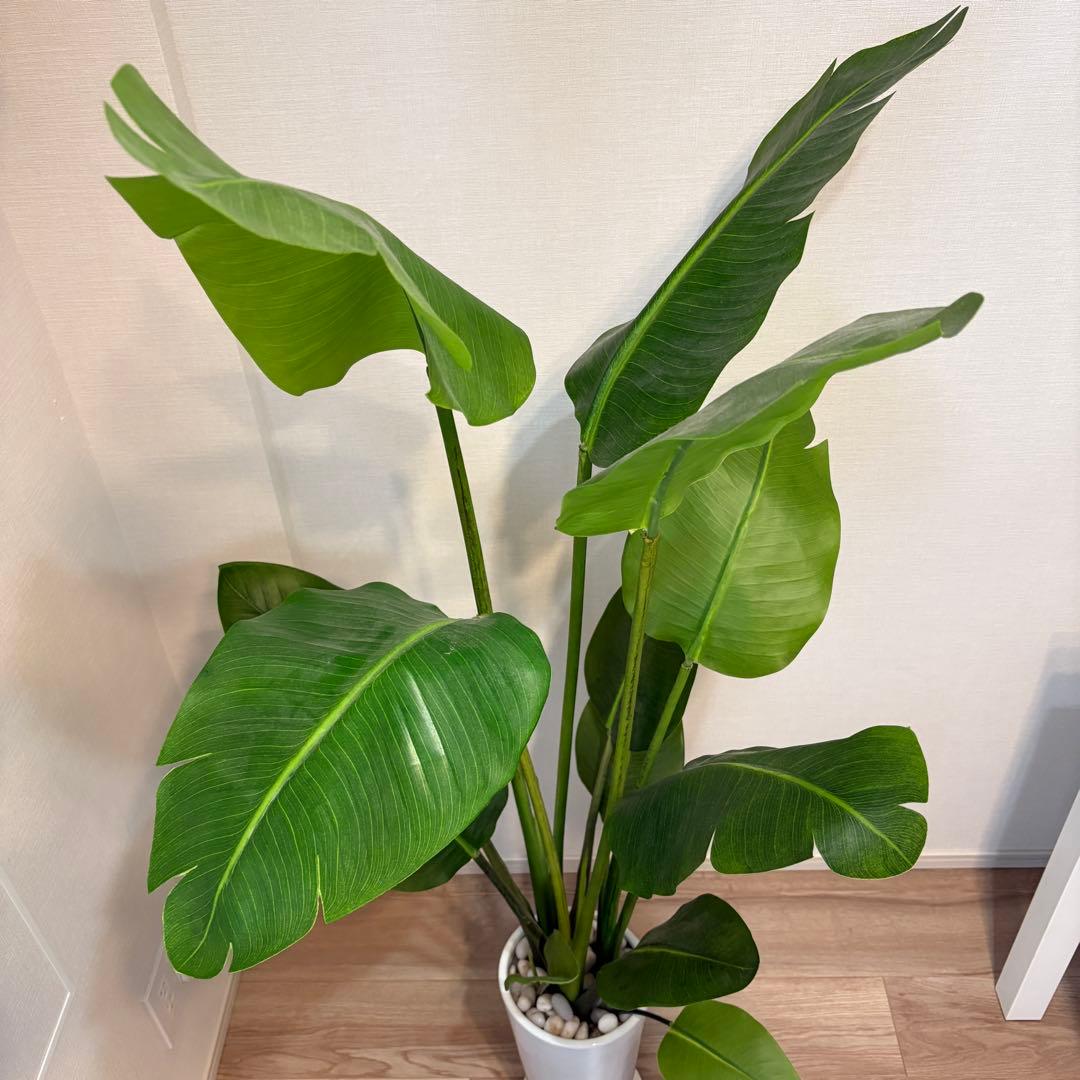 【美品】ストレリチア スリムプランター プリマ 観葉植物 フェイクグリーン