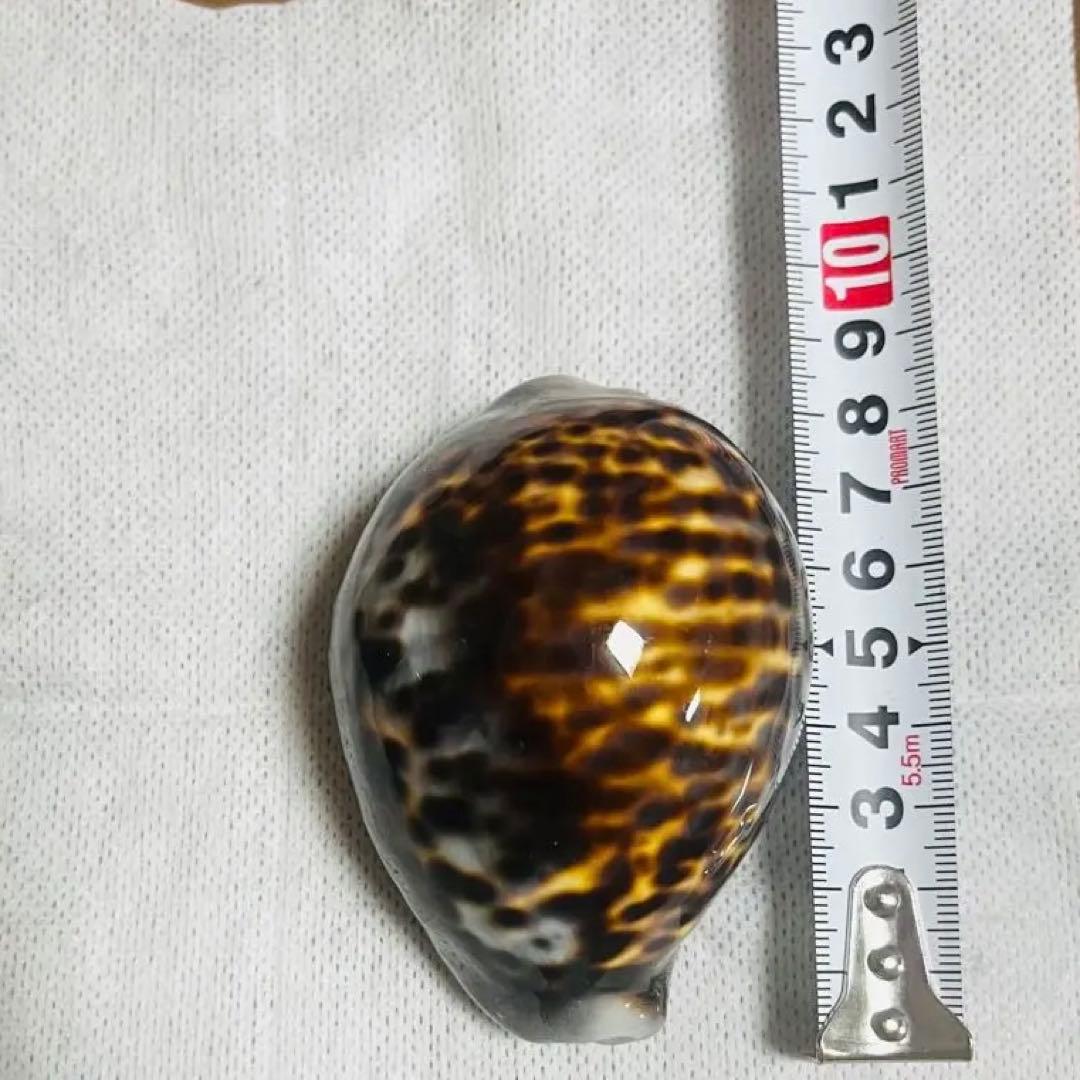 希少！特大沖縄県天然星宝貝（ホシダカラ）