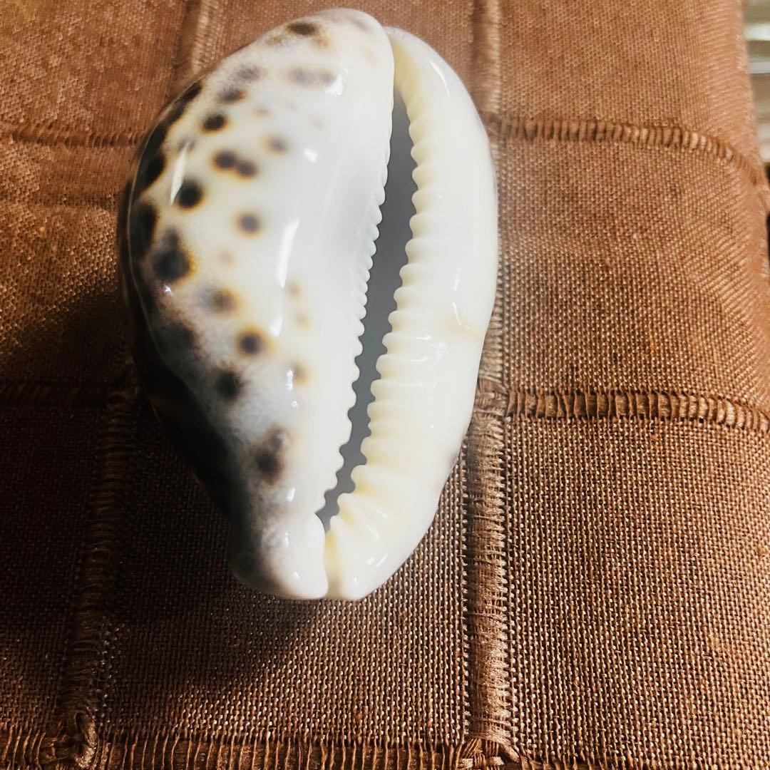 希少！特大沖縄県天然星宝貝（ホシダカラ）