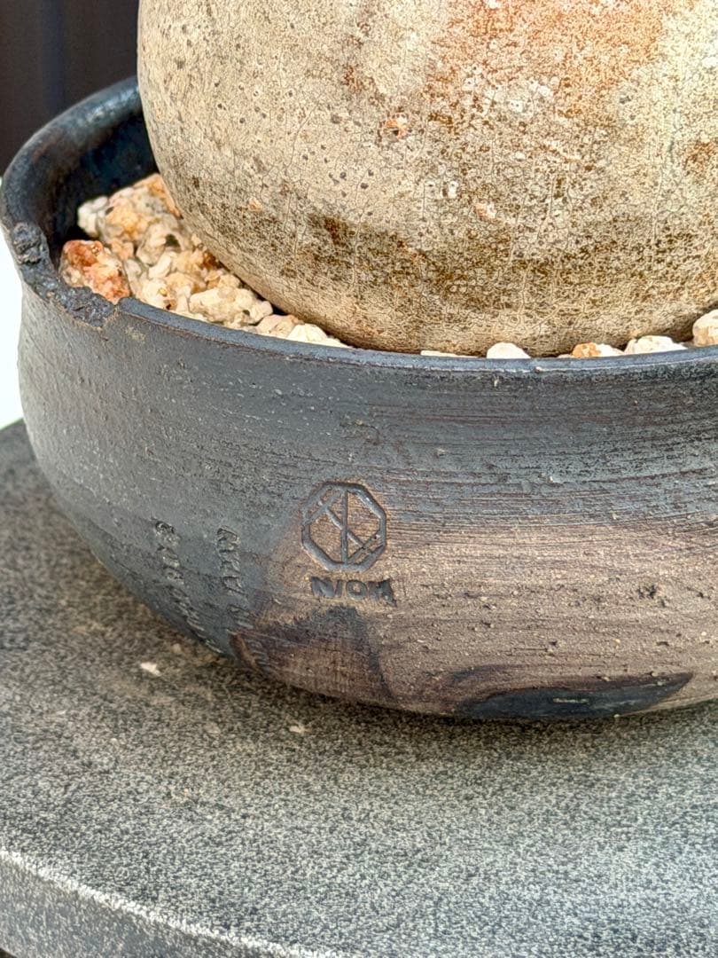 パキポディウム　グラキリス　現地球　良型 N/ON鉢つき