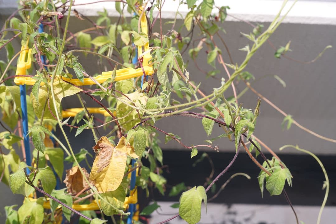 Eマウント改造品 Voigtländer Ultron 50mm f/1.8