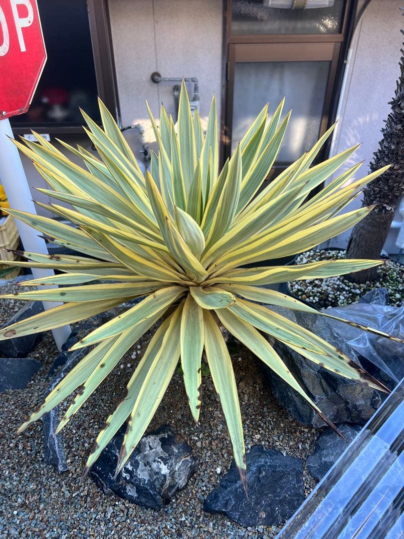 ⚜️Falcon's eye ⚜️