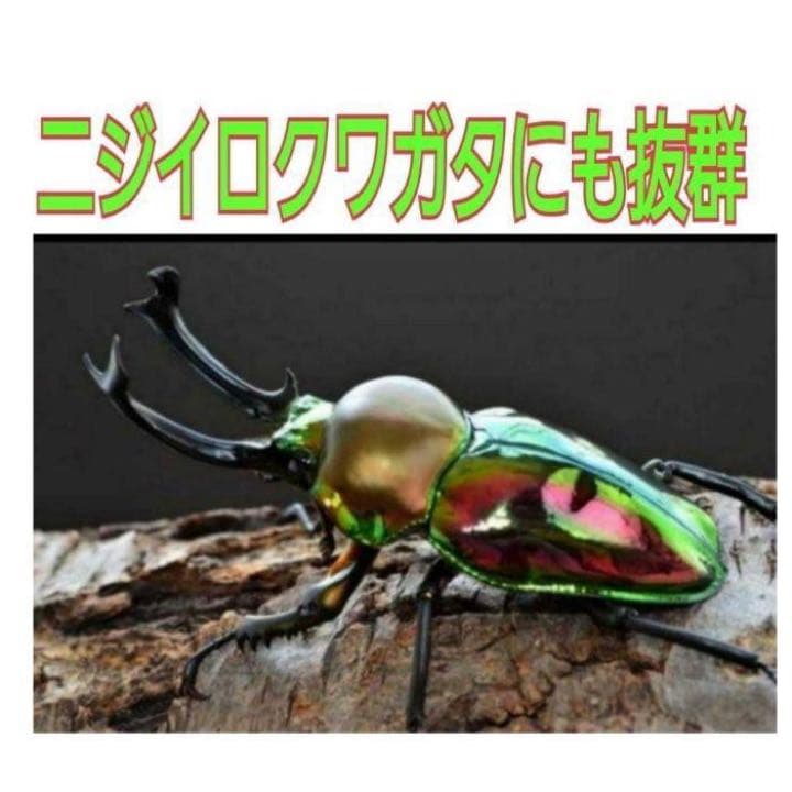 極上！ヒマラヤひらたけ菌糸瓶1500ml【6本】トレハロース、キトサン強化配合！