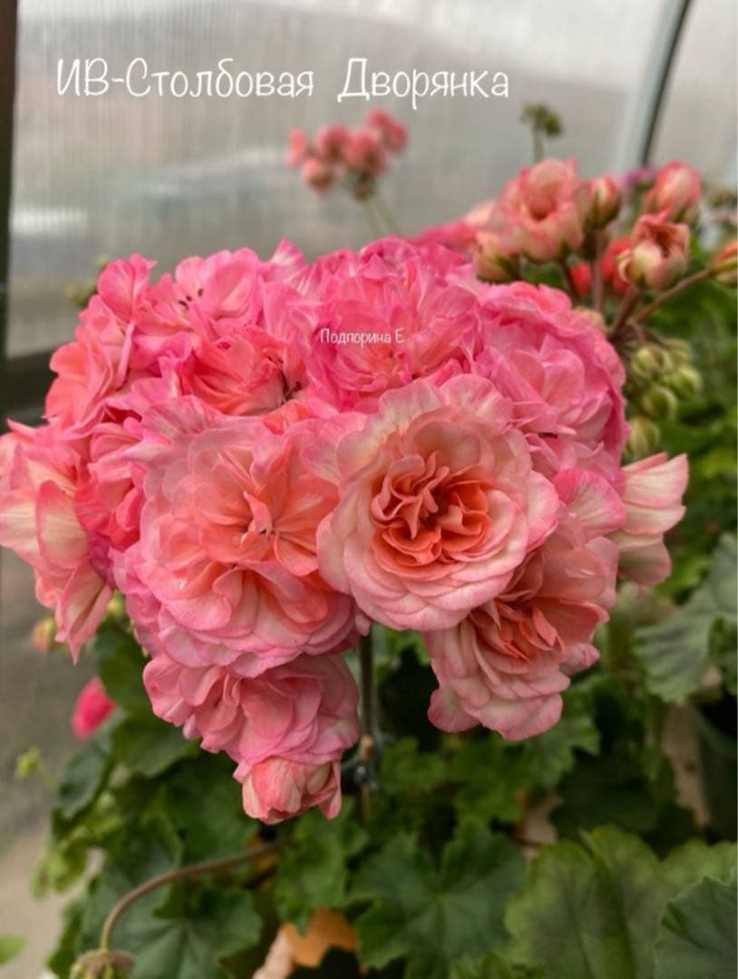 同捆珍しいゼラニウム大苗