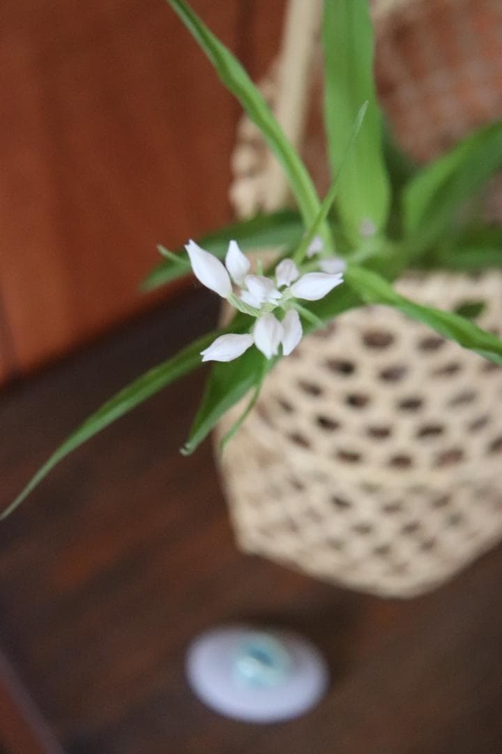 根曲竹　チシマザサ　竹かご　籠　日本の手仕事　工芸品