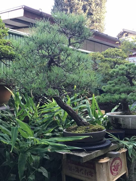 赤松 盆栽
