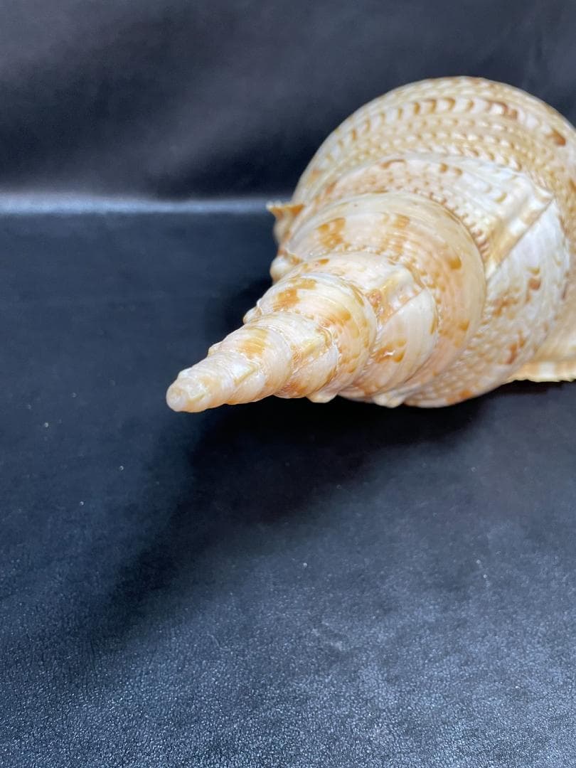法螺貝　特大ホラ貝　新鮮な法螺貝　大きいサイズ　K001005