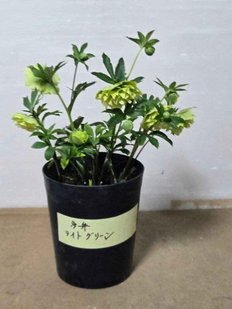 ☆クリスマスローズ☆多弁　ライトグリーン☆7号鉢☆