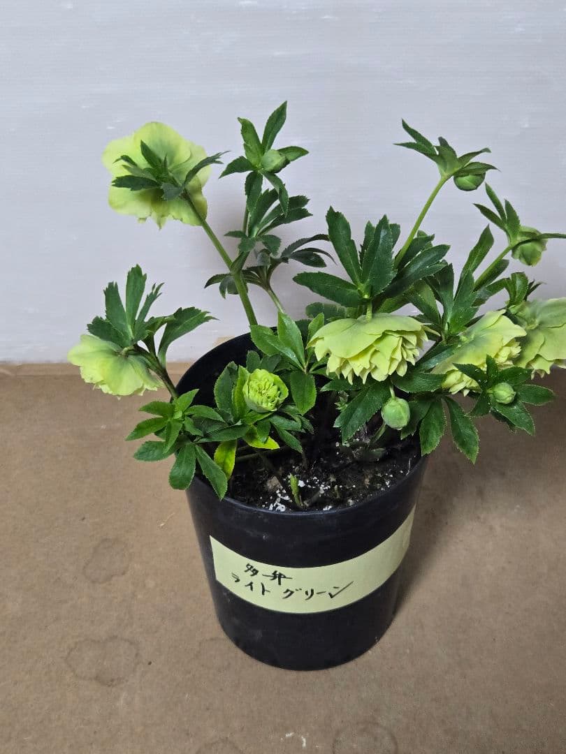 ☆クリスマスローズ☆多弁　ライトグリーン☆7号鉢☆