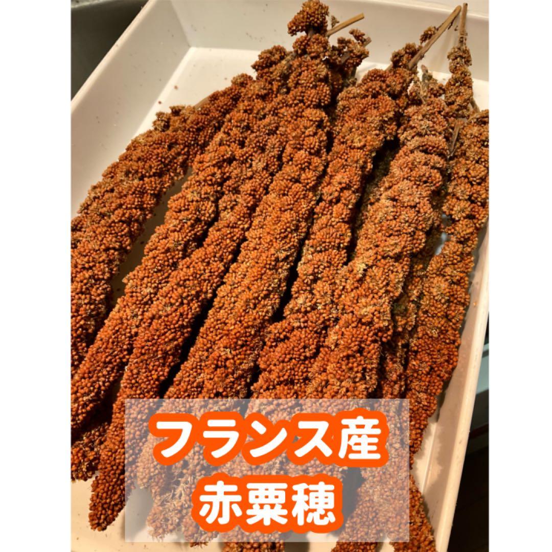 【うめりんご】鳥の餌セット