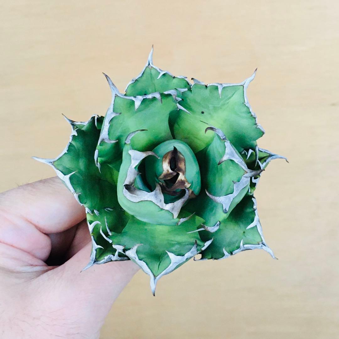 m*☆様 【現地球TC】3 オアハカ オテロイ ドワーフコンパクト TC アガベ