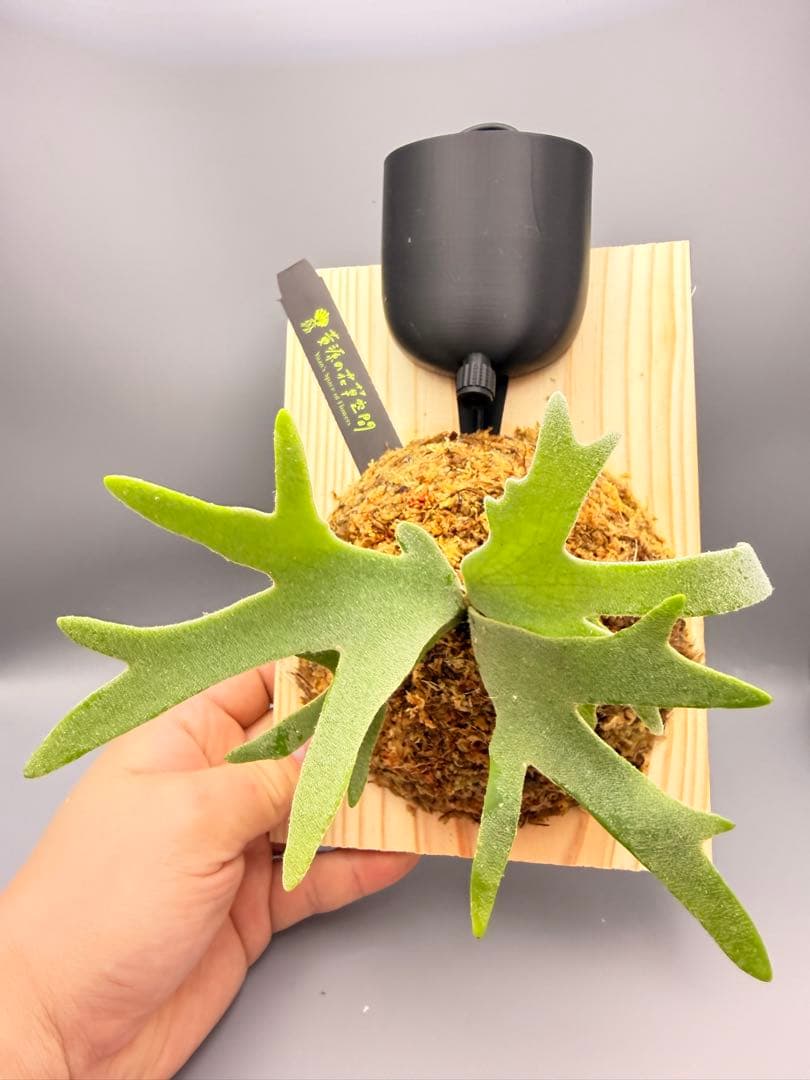 ビカクシダwillinckii Golden Boy spore金童ドワーフ特選