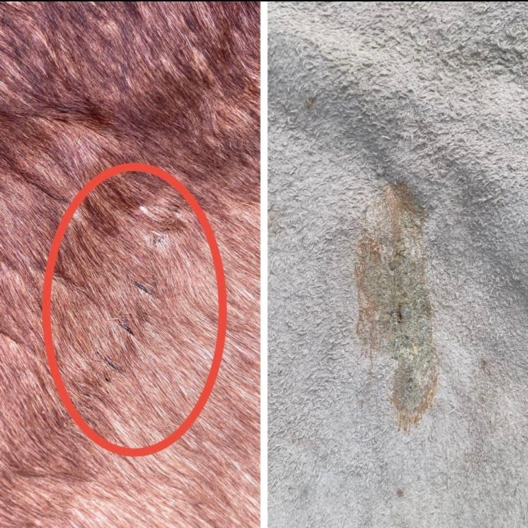 【入手困難】特大250×230牛革ハラコラグ★グランピングお籠もりキャンプにも！