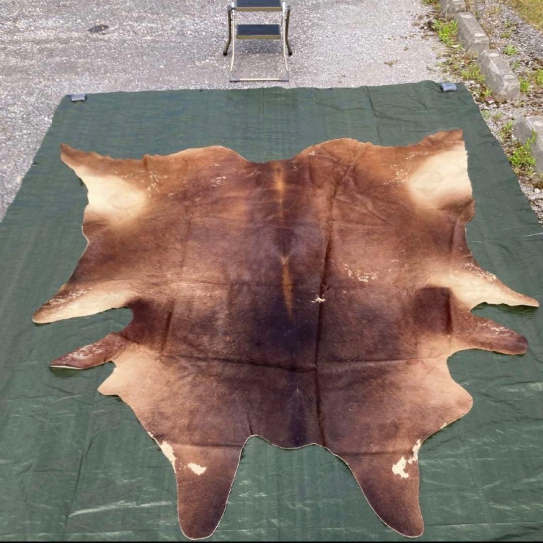 【入手困難】特大250×230牛革ハラコラグ★グランピングお籠もりキャンプにも！