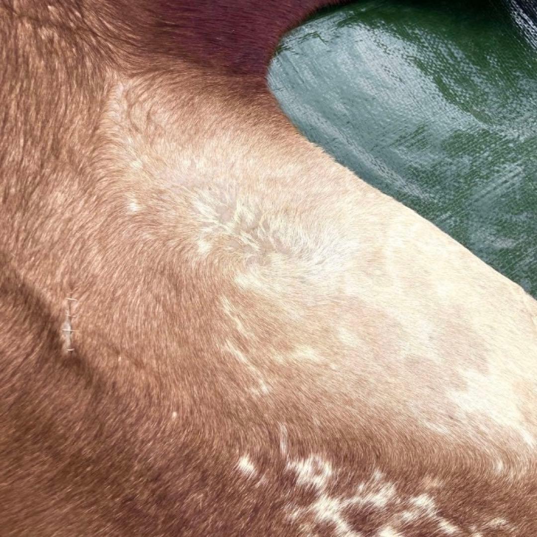 【入手困難】特大250×230牛革ハラコラグ★グランピングお籠もりキャンプにも！