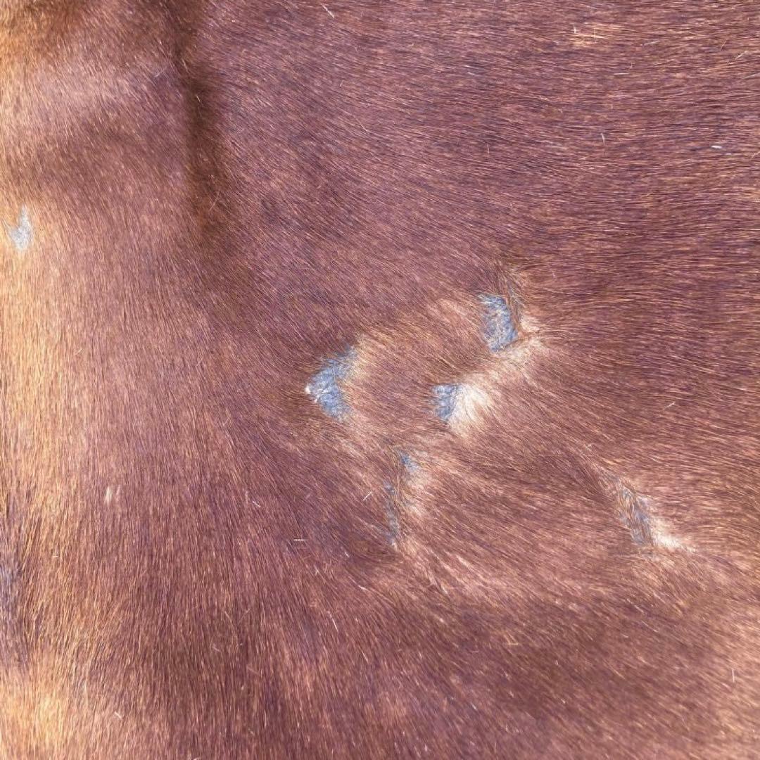 【入手困難】特大250×230牛革ハラコラグ★グランピングお籠もりキャンプにも！