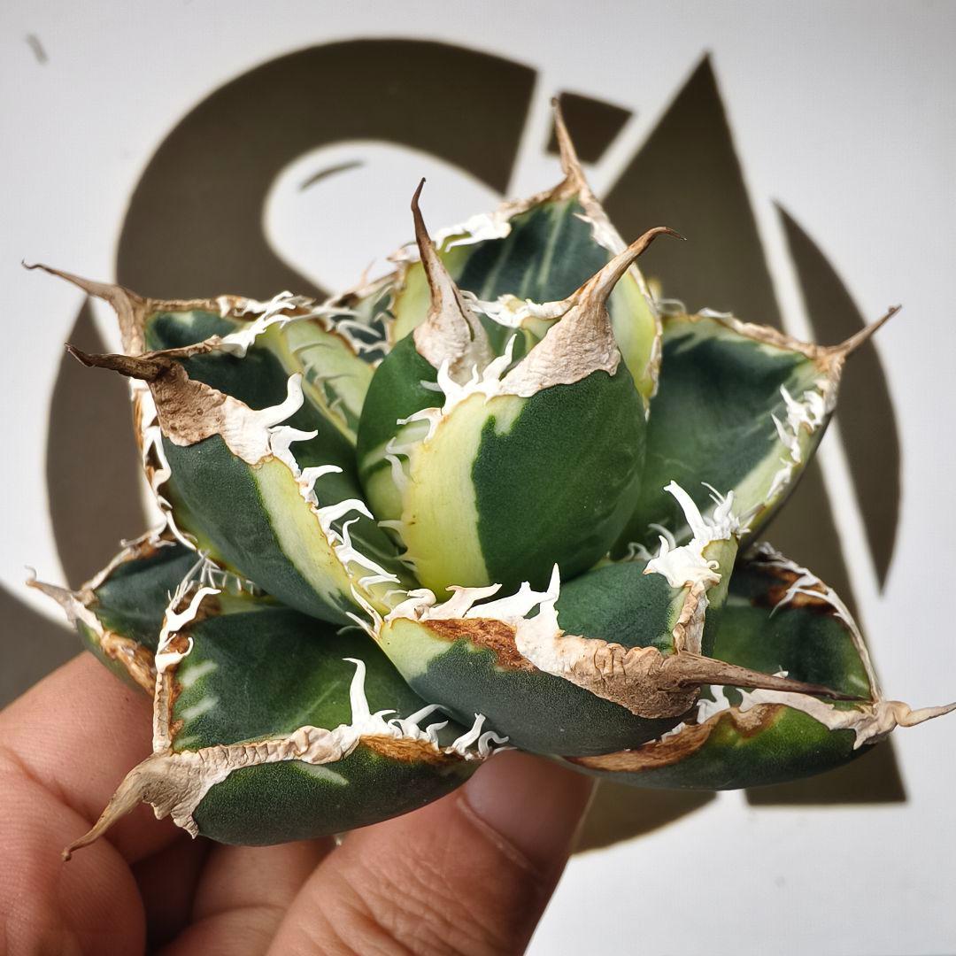 868【上澳園芸】アガベ チタノタSAD 白覆輪斑