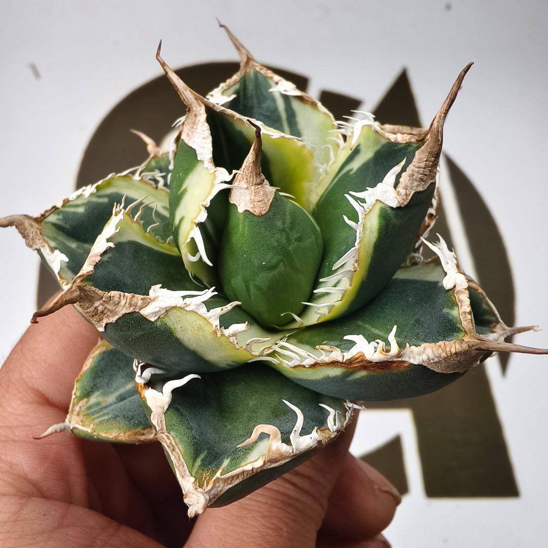 868【上澳園芸】アガベ チタノタSAD 白覆輪斑