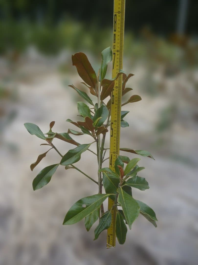 タイサンボク　ケイパレス 常緑樹 約60cm