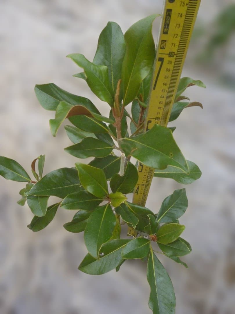 タイサンボク　ケイパレス 常緑樹 約60cm