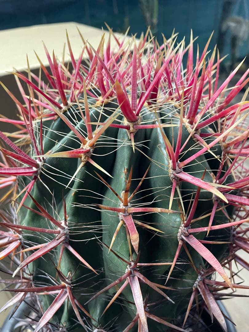 サボテン フェロカクタス 神仙玉 古株 大株 巨大 お正月特価