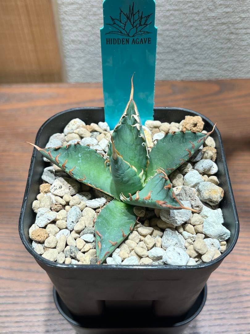 【最終】エボリスピナ× BB hybrid ハイブリッド①発根活着