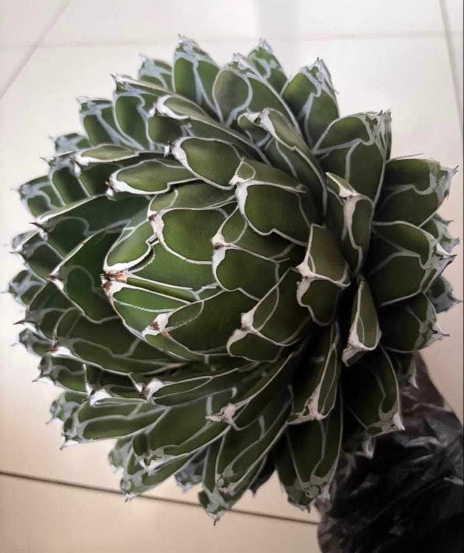 アガベ ダルマ笹の雪　濃白大苗◇ドライガーデン多肉サボテン　アロエ　チタノタ南国