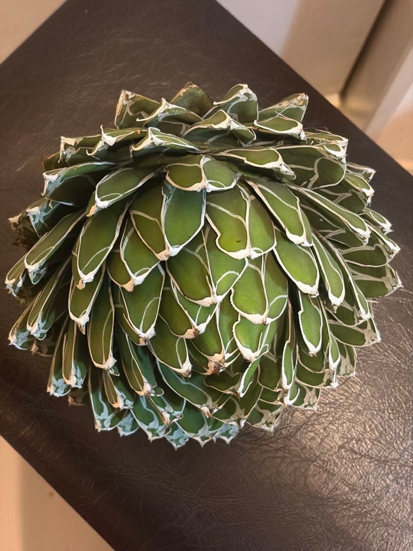 アガベ ダルマ笹の雪　濃白大苗◇ドライガーデン多肉サボテン　アロエ　チタノタ南国