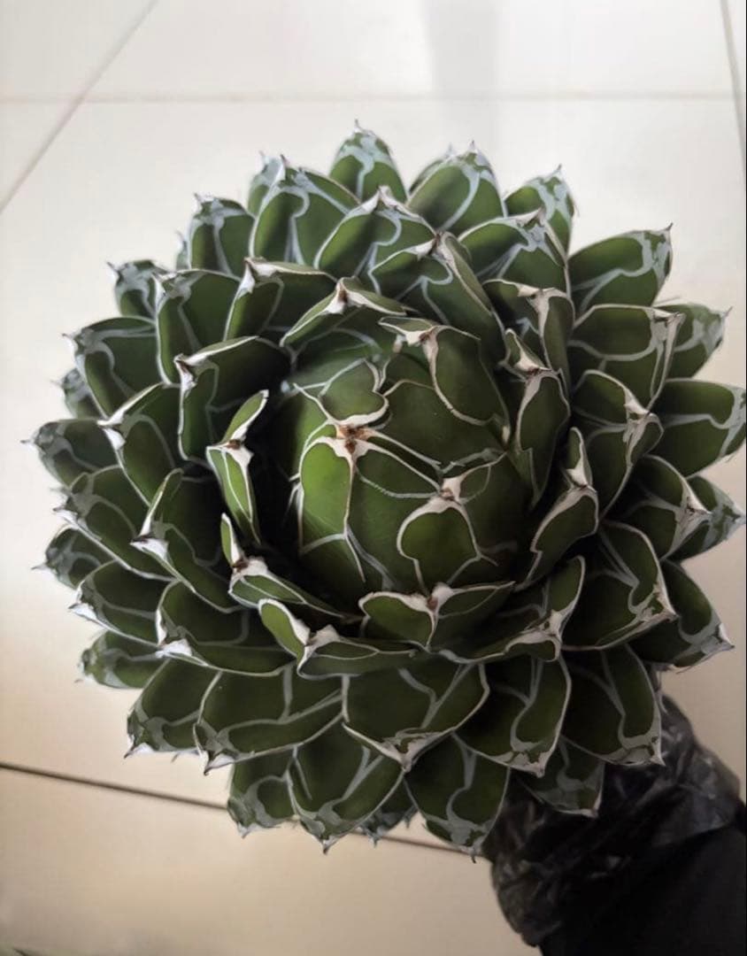 アガベ ダルマ笹の雪　濃白大苗◇ドライガーデン多肉サボテン　アロエ　チタノタ南国