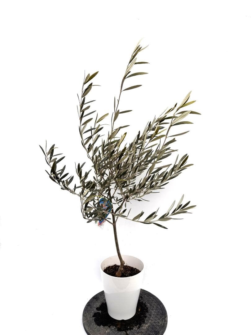 オリーブの木　ブラックイタリアン　7号　約120cm　K-309　希少　現品掲載