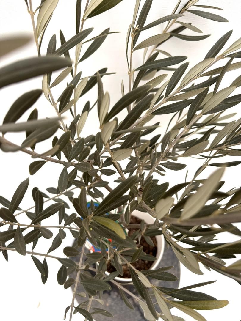 オリーブの木　ブラックイタリアン　7号　約120cm　K-309　希少　現品掲載