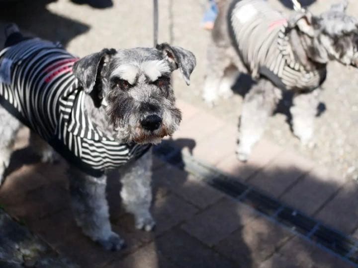 OLYMPUS penシリーズ対応 25mm  F1.8 初心者OK！おすすめ！