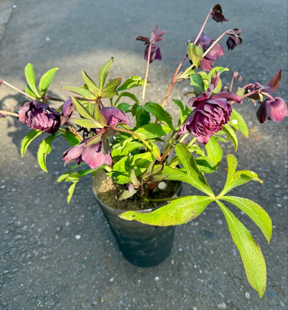 ★ラベル付き★充実株★クレオパトラ　レッドダーク★整形弁★クリスマスローズ開花株