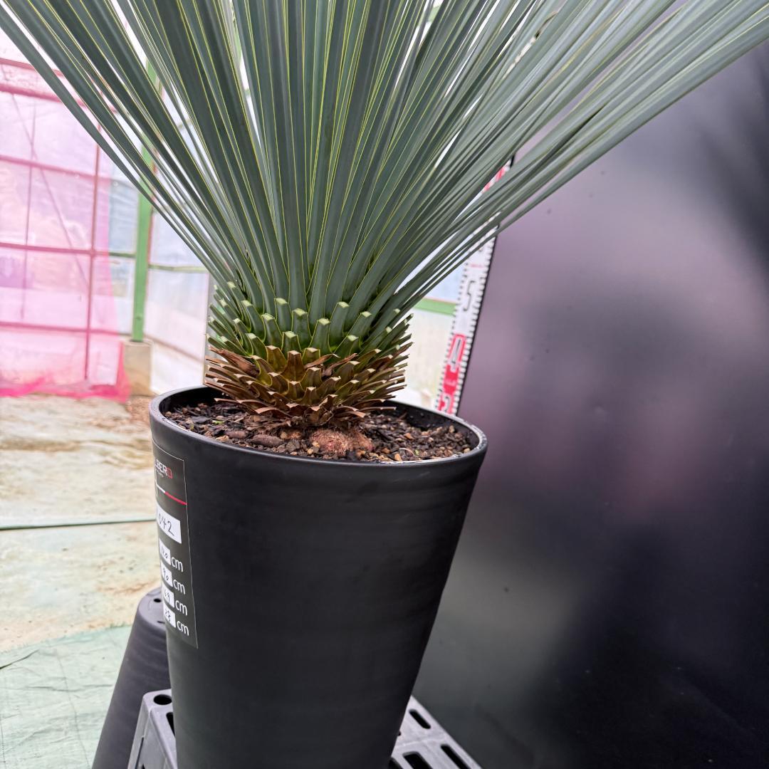 【AL1042】ユッカ　ロストラータ　ランチョブルー　数量限定販売