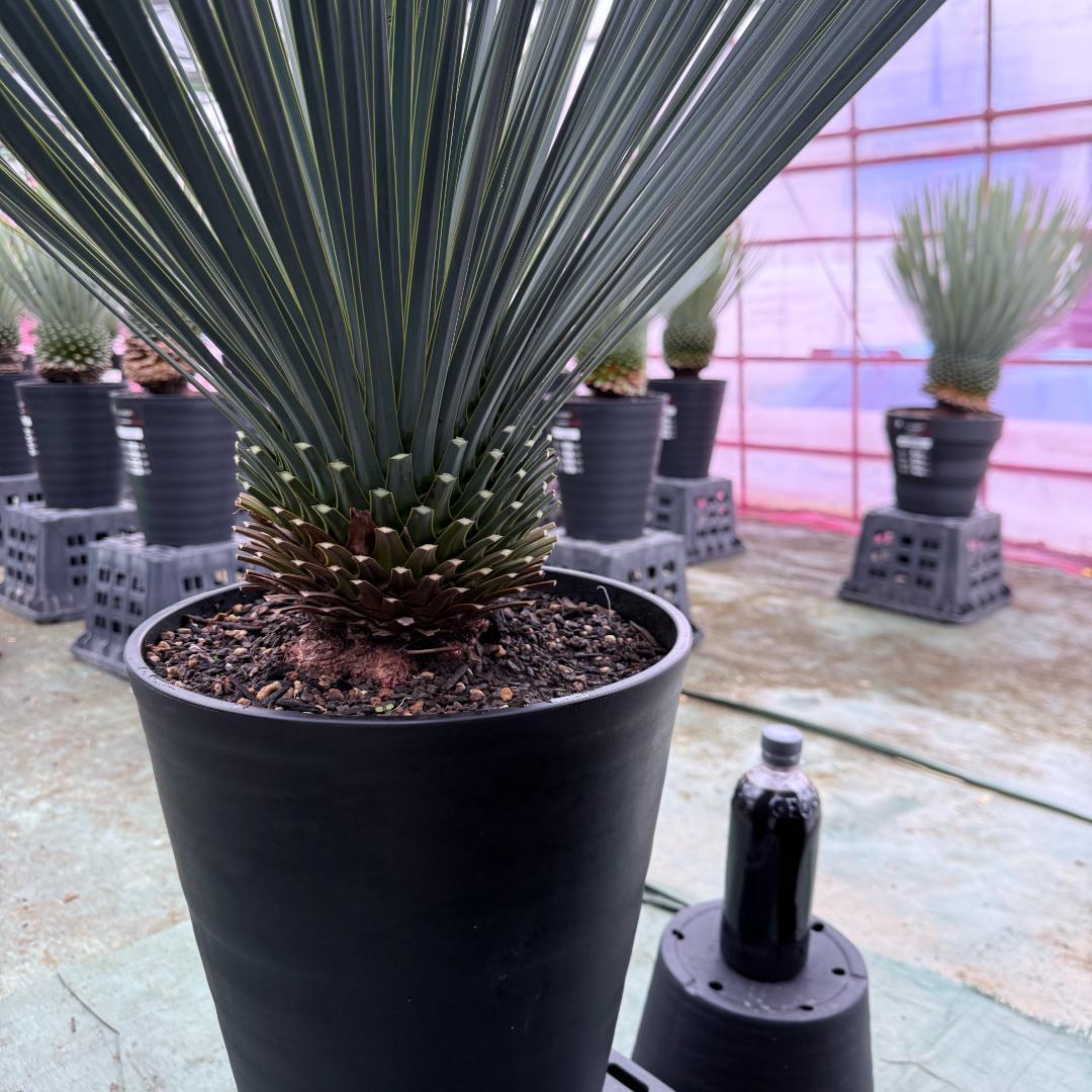 【AL1042】ユッカ　ロストラータ　ランチョブルー　数量限定販売