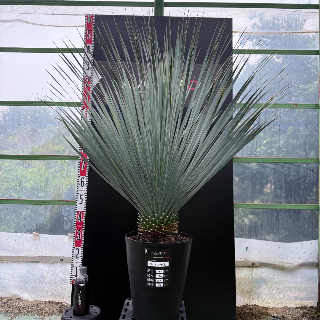 【AL1042】ユッカ　ロストラータ　ランチョブルー　数量限定販売