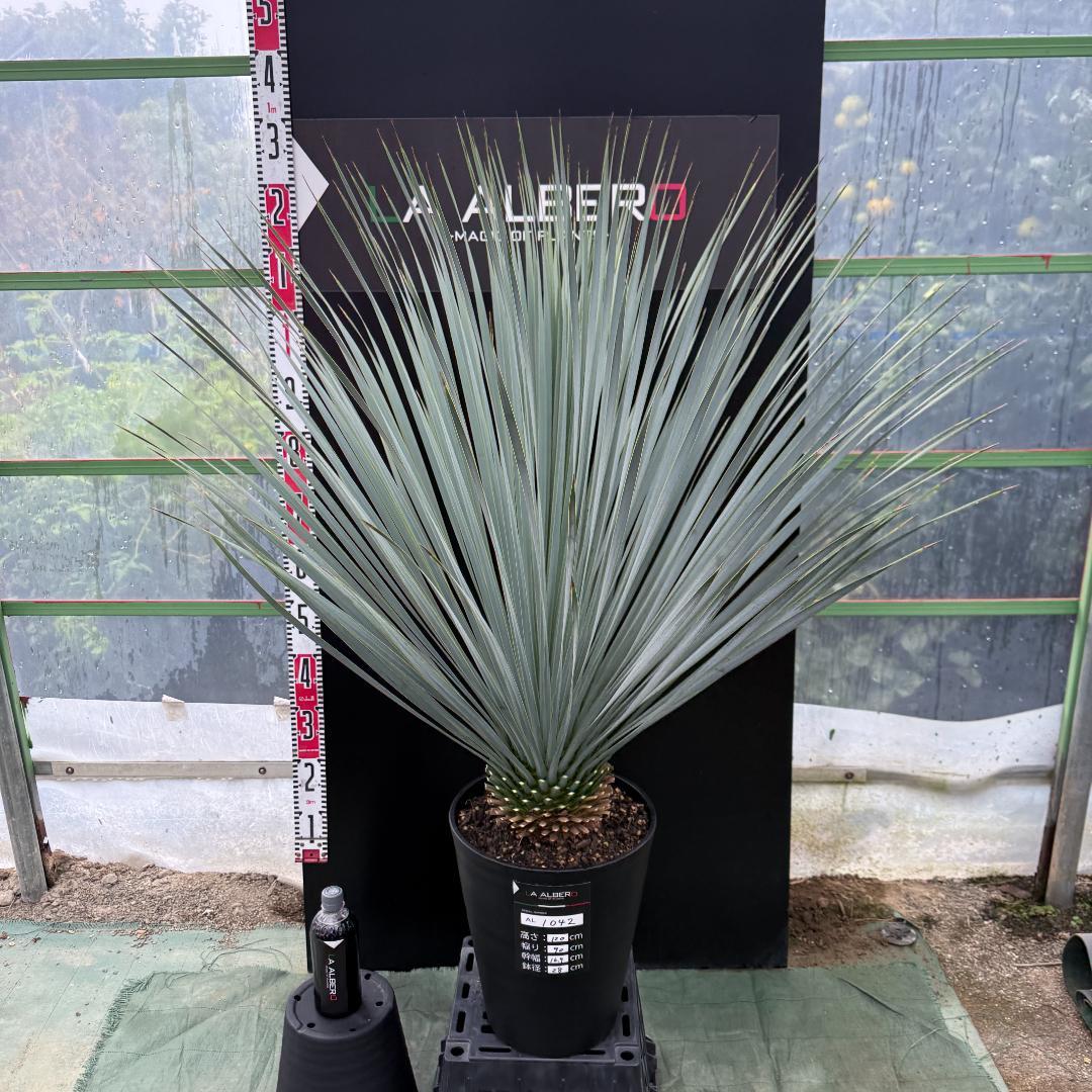 【AL1042】ユッカ　ロストラータ　ランチョブルー　数量限定販売