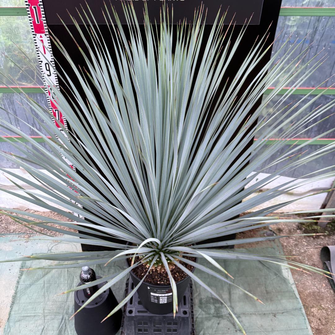 【AL1042】ユッカ　ロストラータ　ランチョブルー　数量限定販売