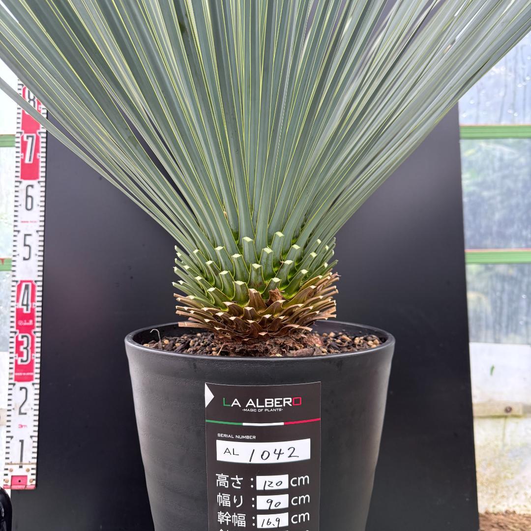 【AL1042】ユッカ　ロストラータ　ランチョブルー　数量限定販売