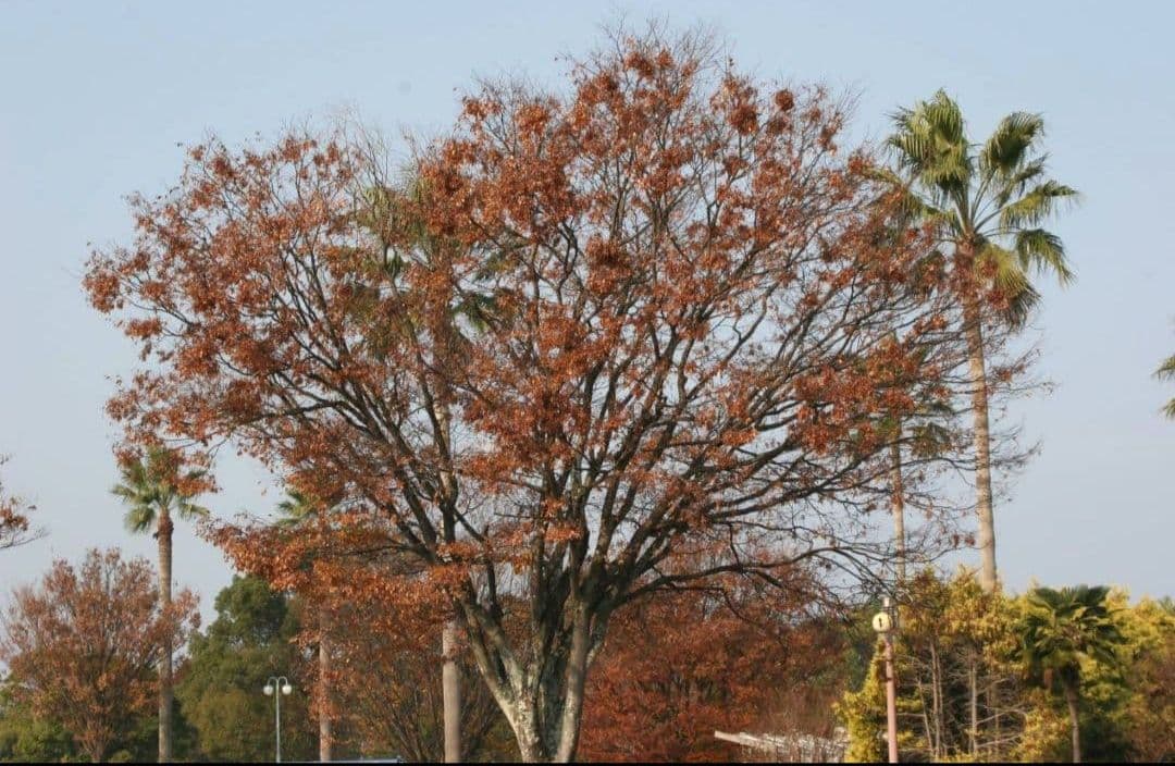 CANON　EOS　20D ダブルレンズ　一眼レフ⚡️キャノン⚡️望遠　初心者