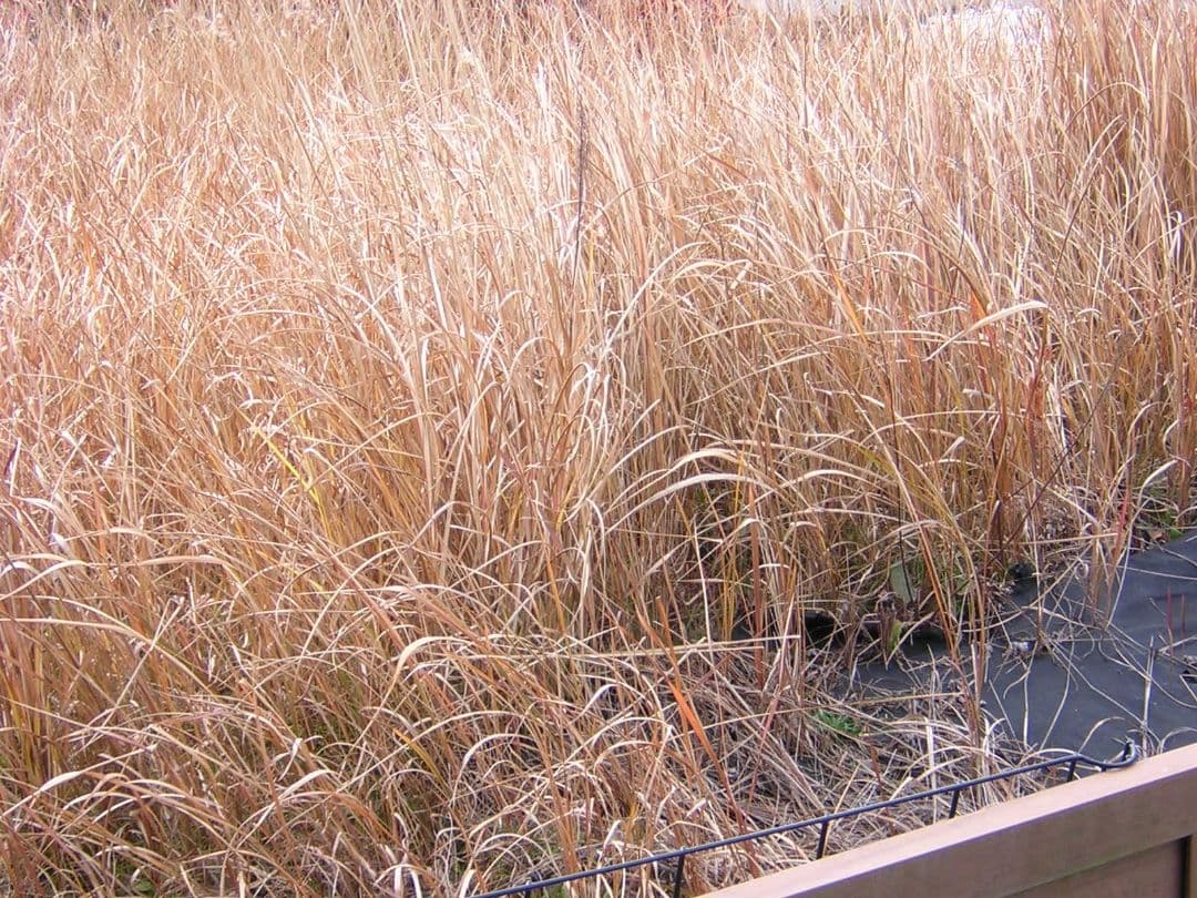 希少 Nikon ニコン COOLPIX 2100 ピンク スマホ転送OK