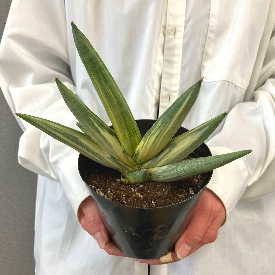 超絶希少❗️サンスベリア　雪女✨