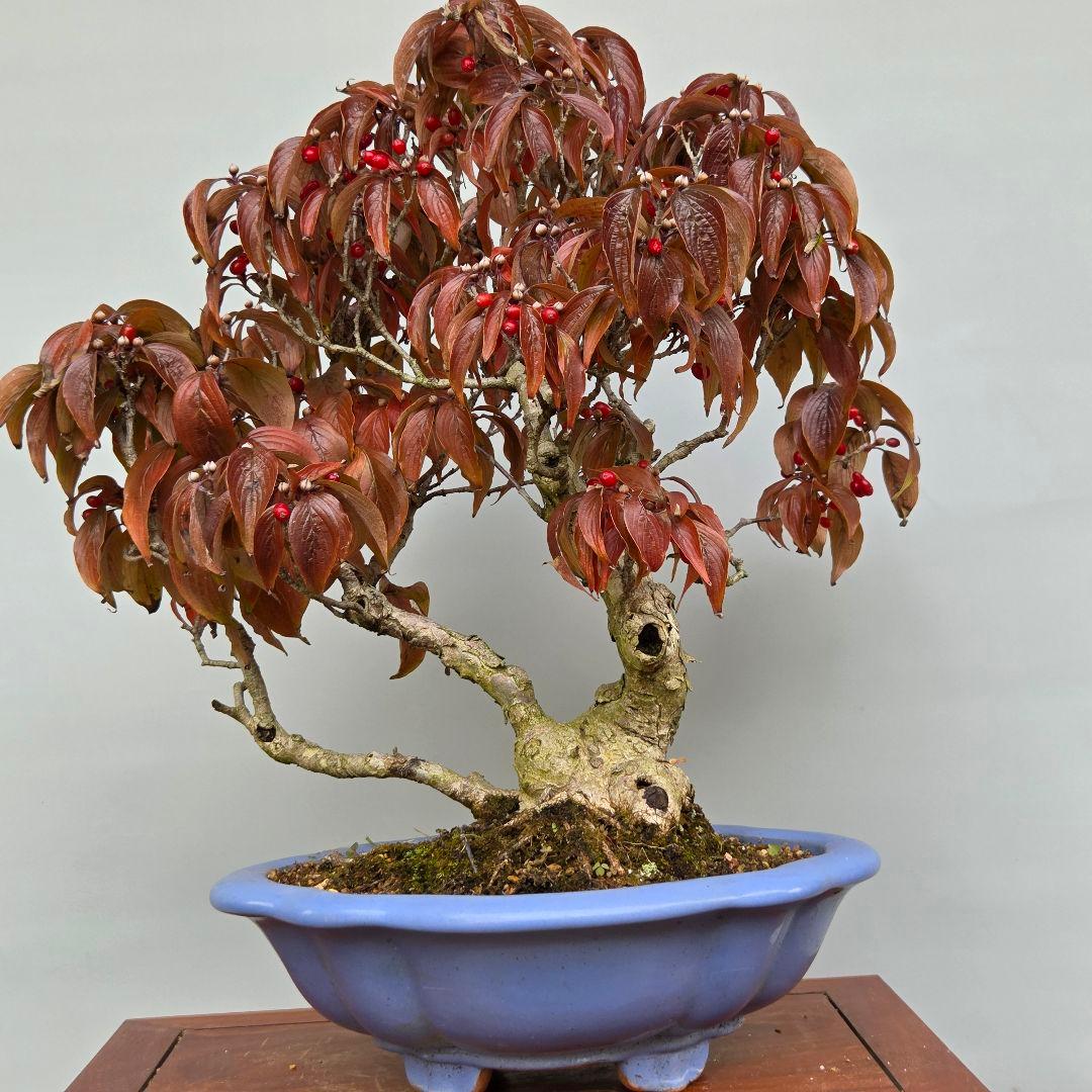サンシュユ　[株立ち木]　中品盆栽