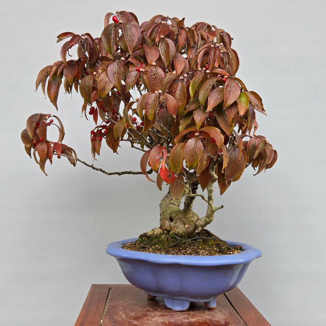 サンシュユ　[株立ち木]　中品盆栽