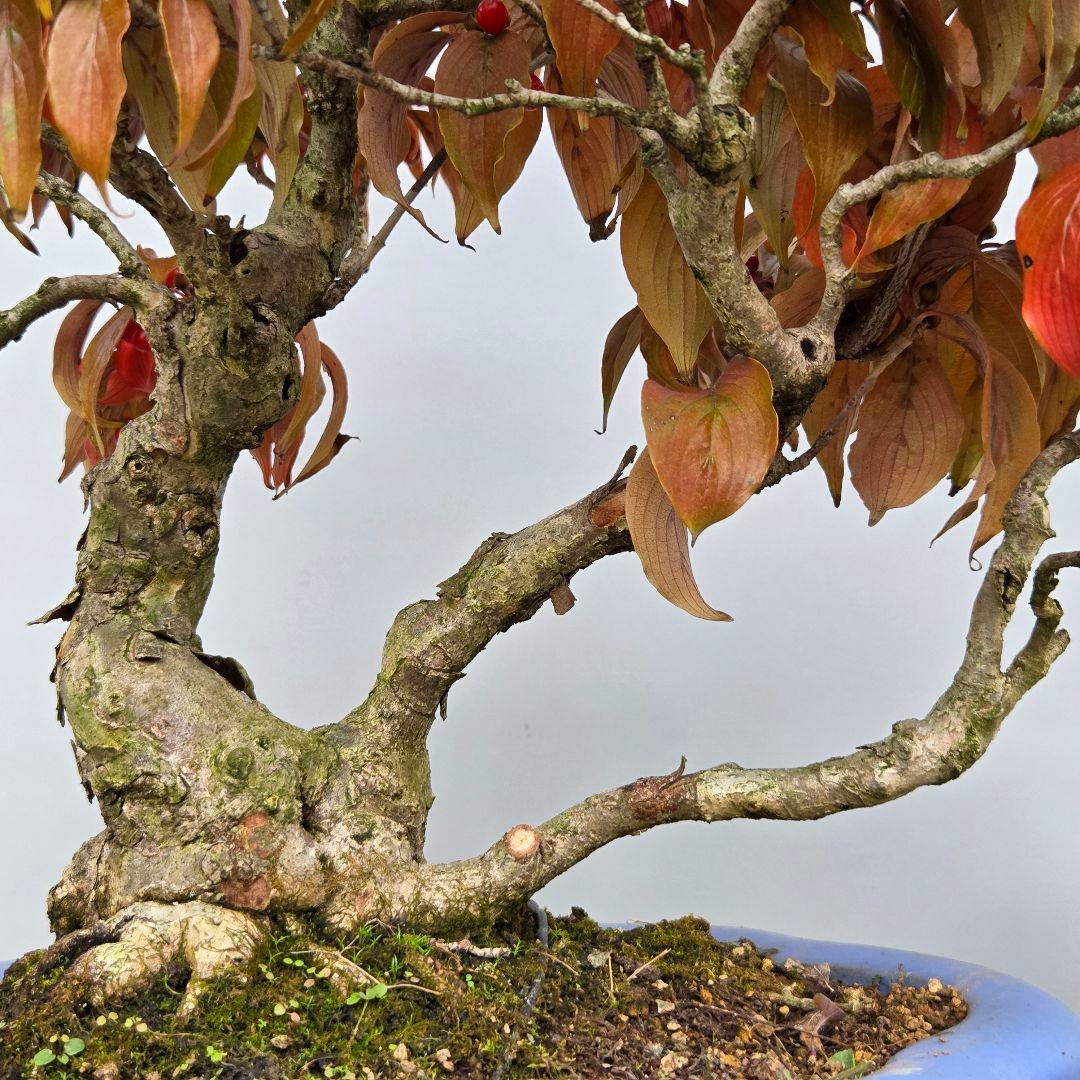 サンシュユ　[株立ち木]　中品盆栽