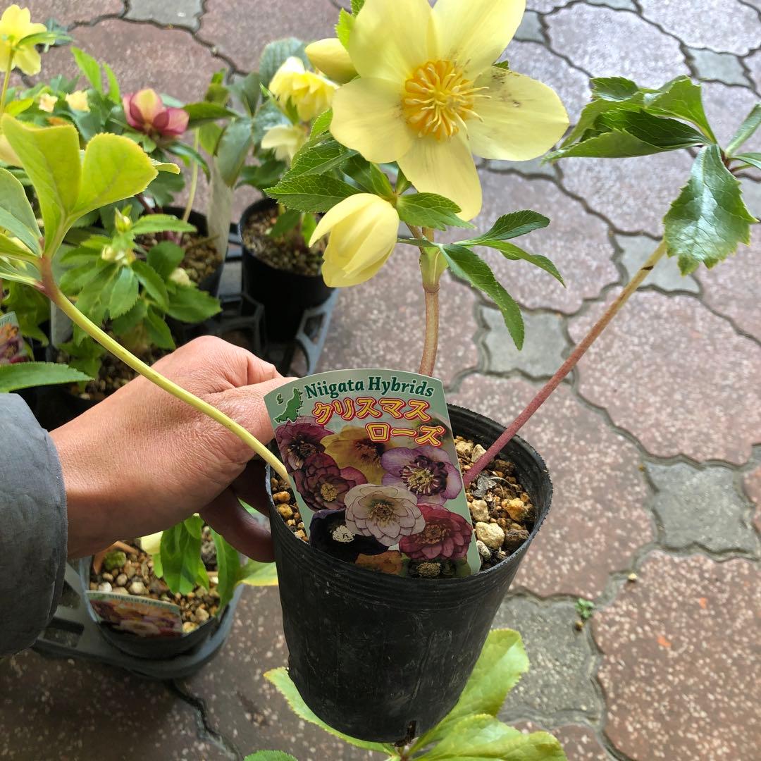 新潟ハイブリッド クリスマスローズ 11ポットセット お買い得です レア品種